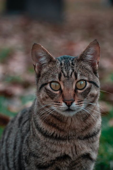 Close-Up Shot of a Cat · Free Stock Photo Cat Front Profile, Noses Reference, Cat Side Profile, Cats Tattoo Ideas, Cat Tattoos Ideas, Wallpapers Cat, Cats Pretty, Cats Anime, Cat T Shirts