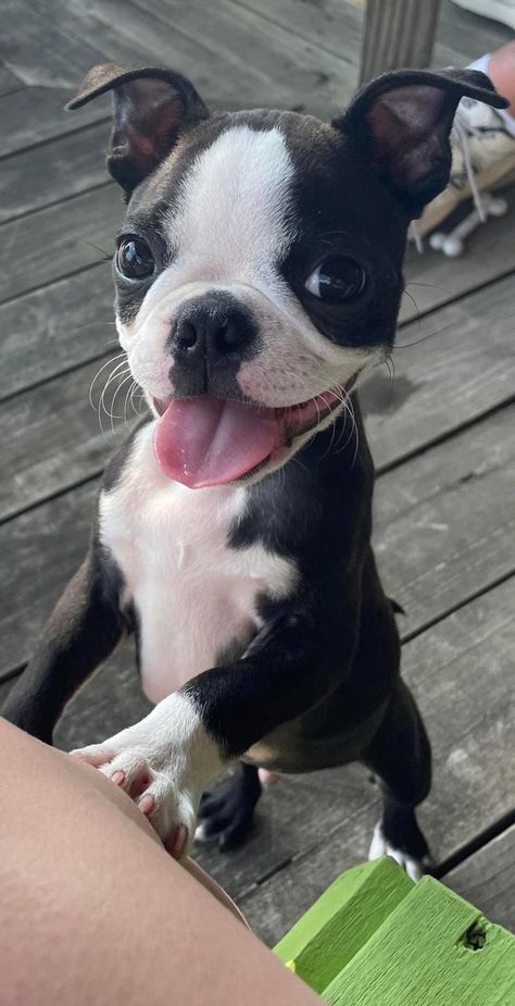 Boston Terrier Puppy Aesthetic, Brown Boston Terrier, Baby Boston Terriers, Boston Terrier Pug, Stunt Woman, Cute Fluffy Dogs, Cute Teacup Puppies, Boston Terrier Lover