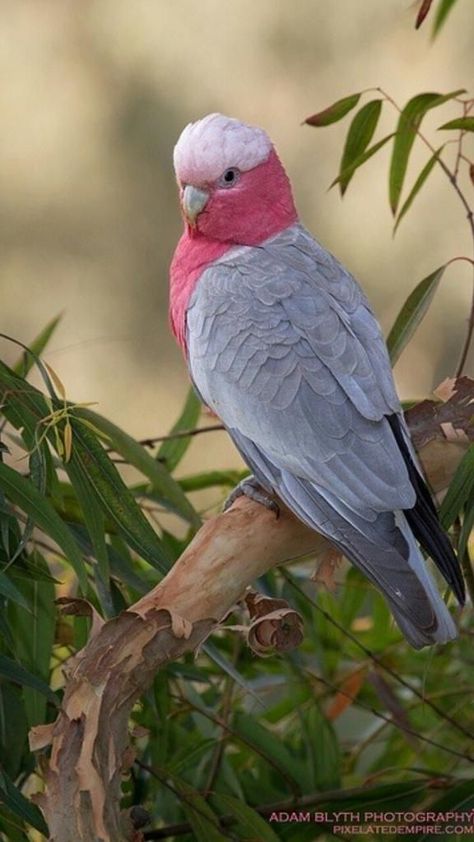 Galah Cockatoo, Australian Parrots, Australian Fauna, Australian Wildlife, Most Beautiful Birds, Australian Birds, Airbrush Art, Australian Animals, Bird Pictures