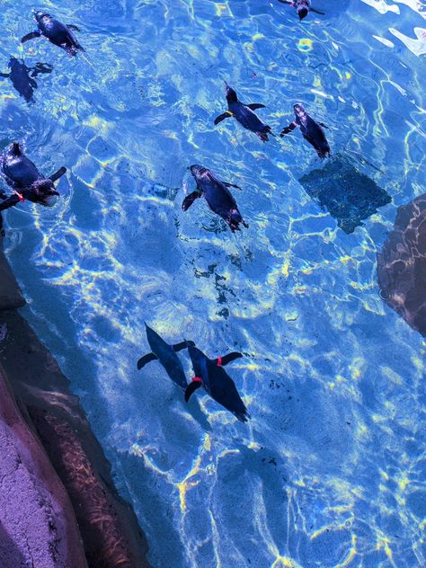 Blue Penguin Aesthetic, Freminet Aesthetic, Penguin Aesthetic, Pjo Characters, Kiritani Haruka, Penguin Wallpaper, Fish Under The Sea, Big Freeze, Blue Penguin