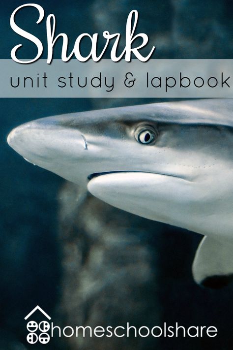 Download a free Shark Unit Study & Lapbook from Homeschool Share for your elementary student. Get your dose of homeschool science with this animal unit study. Animal Unit Study, Ocean Lesson Plans, Animal Biology, Homeschool Science Lessons, Homeschool Units, Science Unit Studies, Bad Kid, Shark Craft, Shark Painting