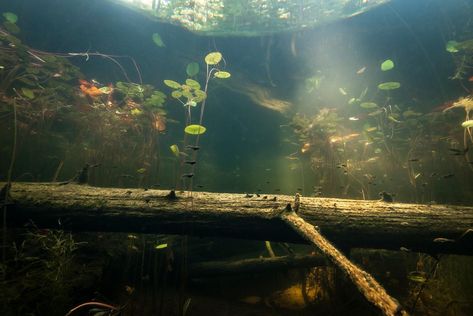 LATE AFTERNOON POND LIGHT
Western toad tadpoles, Anaxyrus boreas, swim through pond lit by late afternoon light.

Photo ID: swamp-and-wetland-underwater-84
© Eiko Jones 2021 Toad Tadpoles, Pond Underwater, Swamp Scene, Ocean Games, Frog Habitat, Aquarium Ideas, Pond Lights, Underwater Scene, Afternoon Light