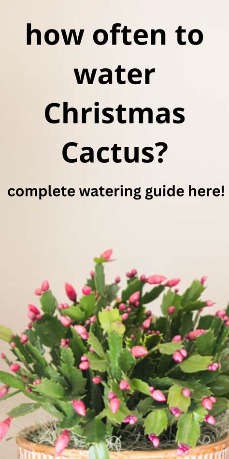 pink Christmas cactus Christmas Cactus Care, Thanksgiving Cactus, Cactus Care, Christmas Cactus, Green Garden, Garden Cottage, Cactus, Water, Plants