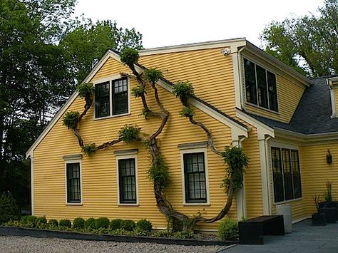 The house color is a classic Colonial ochre color – made from yellow ochre, white lead and calcium carbonate. This mixture resulted in an orange/yellow color that ranged from light yellow to this medium hue. Colonial colors were often very vibrant, but faded quickly. Exterior Farmhouse Colors, Exterior House Colors Farmhouse, Yellow House Exterior, Siding Colors For Houses, Farmhouse Exterior Colors, Yellow Cape Cod, Exterior Siding Colors, Farmhouse Color, Colorful Homes