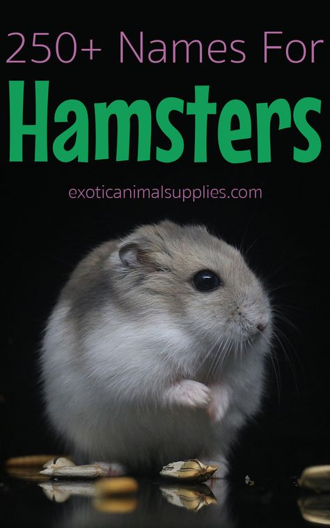 250+ hamster names. Name ideas for boy and girl hamsters or both. Syrian Hamster Names, Name Ideas For Boy, Hamster Ideas, Hamster Stuff, Hamsters As Pets, Hamster Names, Hamster Life, Names Boy, Hamster Care