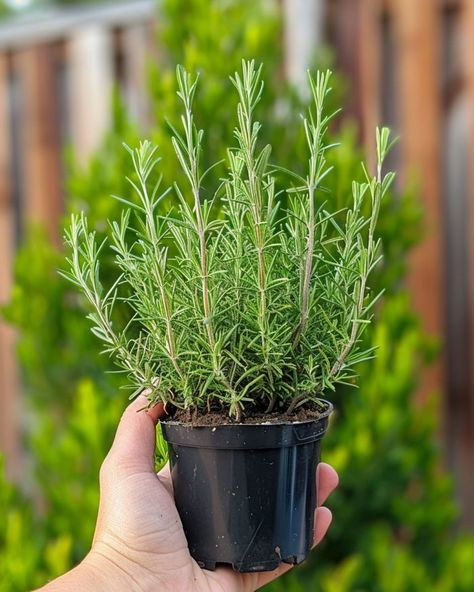 Planting Rosemary In Pots, Indoor Herb Garden Ideas Diy, What To Plant With Rosemary, Rosemary In Garden, Rosemary Landscaping, Rosemary Planter, Rosemary Plant Care, Growing Rosemary Indoors, Plant Rosemary