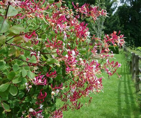 Lonicera periclymenum 'Peaches and Cream' (Dutch Honeysuckle) Flowers Opening, White And Pink Flowers, Honeysuckle Vine, Crabapple Tree, Hummingbird Garden, Plant Problems, Garden Stand, Peaches And Cream, Coastal Gardens