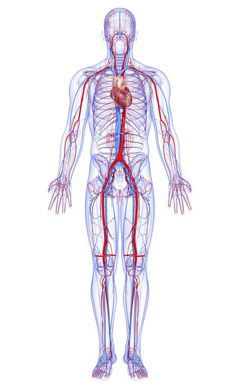 male full body circulatory system highlights heart Blood Sugar Level Chart, Lower Blood Sugar Naturally, Normal Blood Sugar, Arteries And Veins, Human Body Anatomy, Health And Fitness Magazine, Human Body Systems, Healthy Diet Tips, Medical Anatomy