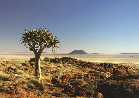 Namibia Desert, Desert Horse, Succulent Species, Africa Adventure, 2k Wallpaper, African Plants, Plant Names, Okavango Delta, Desert Travel