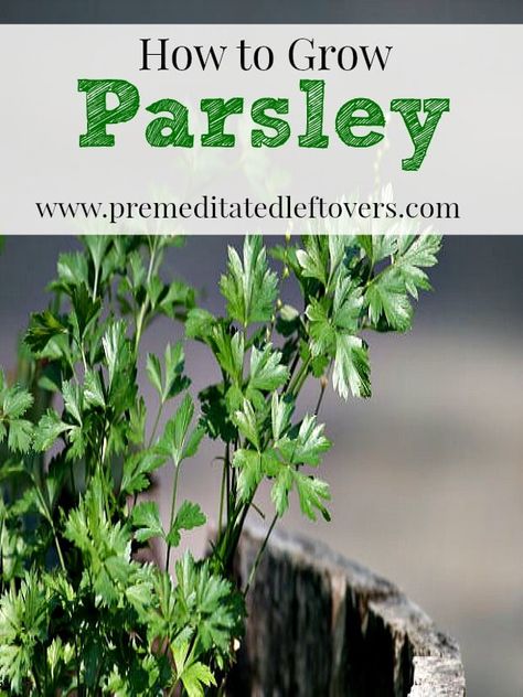 How to Grow Parsley- Parsley is easy to grow and can be used in a variety of recipes. Here are some helpful tips on how to grow parsley in your own garden. Parsley Growing, How To Grow Parsley, Grow Parsley, Medicinal Flowers, Pepper Companion Plants, Growing Parsley, Herb Growing, Parsley Plant, Gemüseanbau In Kübeln