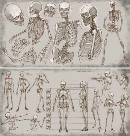 Character Design Collection: Bones Anatomy Skeleton Anatomy, Skeleton Drawings, 그림 낙서, Human Anatomy Drawing, Human Skeleton, Human Anatomy Art, Anatomy Sketches, Drawing Studies, Anatomy For Artists