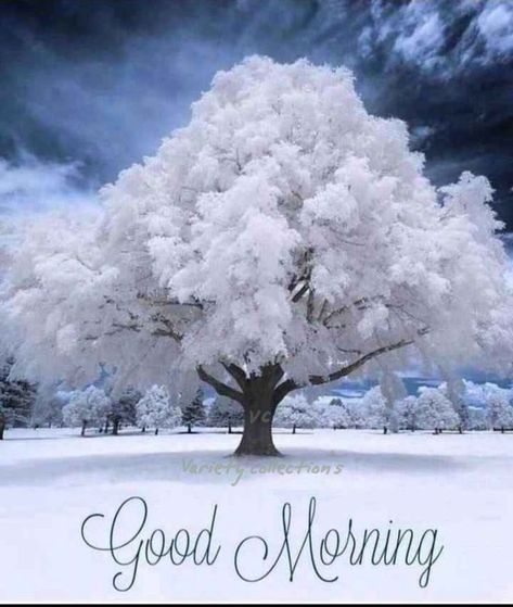 Winter Good Morning, Good Morning Winter Images, English Greetings, January Quotes, Good Morning Winter, Morning Winter, Winter Greetings, Good Morning Msg, Good Night Beautiful