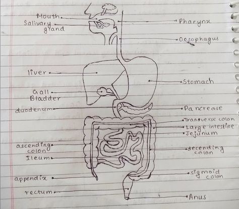 Digestion and absorption #1 Digestion And Absorption, Sheet Music, Male Sketch