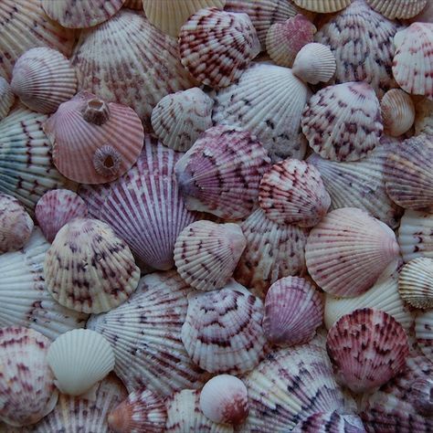 Calico Scallops | by KagedFish Calico Scallop, Scallop Shells, Beautiful Sea, Shell Crafts, Marine Life, Pretty Pictures, Beautiful Nature, Sea Shells, The Beach