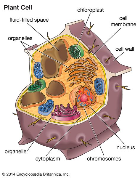 Human Body Cells, Animal Cell Anatomy, Animal Cell Drawing, Cell Definition, Cells Biology, Cell Biology Notes, Plant Cell Model, Cell Video, Biology Anatomy