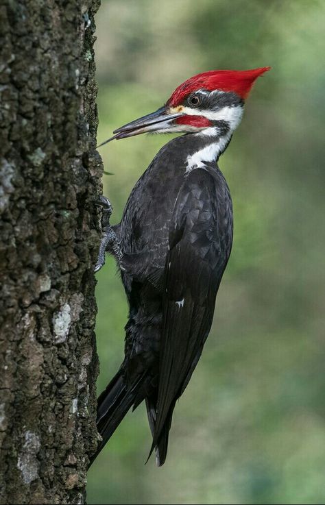 Red Belly Woodpecker, Pileated Woodpecker Drawing, Pilated Woodpecker, Woodpecker Drawing, Woodpecker Illustration, Woodpecker Art, Painting On Pallet Wood, Wood Birds, Pileated Woodpecker