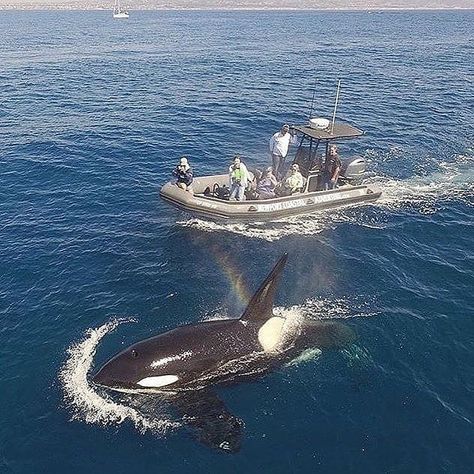 An experience of a lifetime captured right on camera! Pictured is CA51B "Orion" surfacing past a boat off Laguna Beach. Photo: @markgirardeau #orcas #whales #dolphins #ocean #nationalgeographic #canada #animals #orca #blackfish #anticap #animalrights #captivitykills #beautiful #tilikum #conservation #emptythetanks #photography #cetaceans #instagram #whale #seaworldsucks #wildlife #dolphinproject #aquarium #britishcolumbia #freedom #seaworld #killerwhale #shamu #photo Orca Facts, Canada Animals, Sea Illustration Art, Tilikum Orca, Sea Illustration, Ocean House, Killer Whale, Sea Creature, Marine Biology