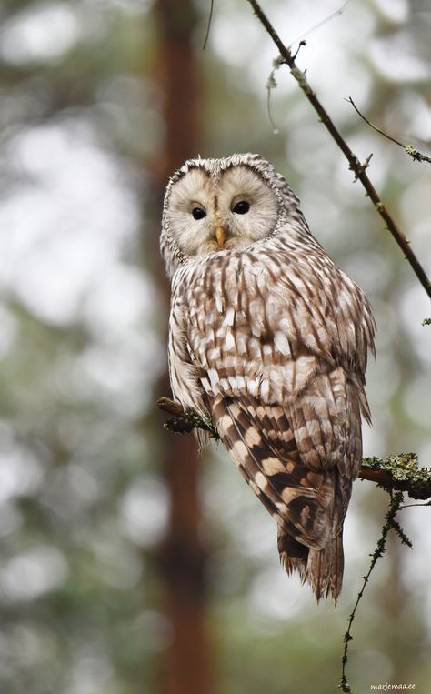 Ural Owl. - Clickasnap - The world's largest, free to use, paid per view, image sharing platform Ural Owl, Owl Photography, Beautiful Owl, Share Photos, View Image, Online Photo, Owls, Photo Sharing, Sketch Book