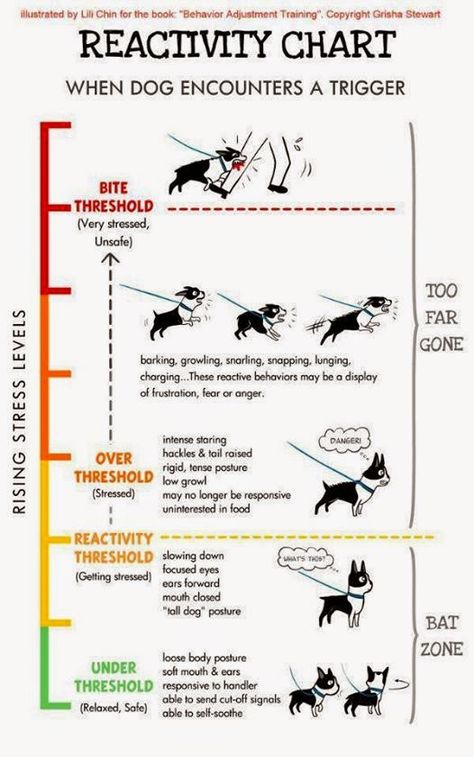 Mental Stimulation For Dogs Diy, Mental Stimulation For Dogs, Cool Dog Tricks, Mental Workout, Dog Infographic, Brain Exercises, Dog Body Language, Training Activities, Hidden Talents