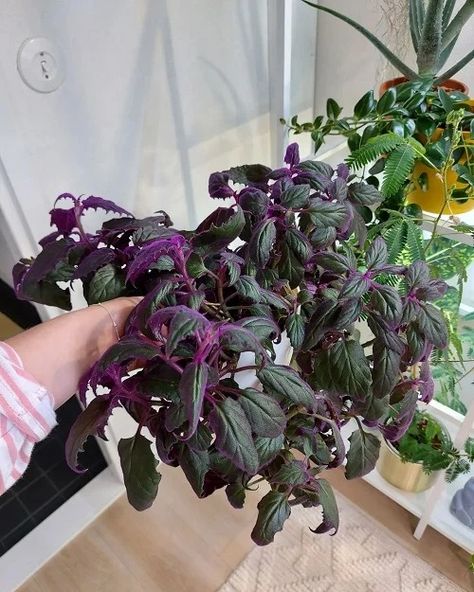 8 Purple Passion Plant Care Tricks that No One Will Share with You | Balcony Garden Web Purple Passion Plant, Companion Planting Vegetables, Small House Garden, Passion Vine, Herb Containers, Container Vegetables, Easy Plants To Grow, Herb Garden Design, Vertical Garden Diy