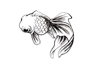 Goldfish Tattoo, Goldfish Art, Kunst Tattoos, Circle Tattoos, Handpoke Tattoo, Koi Tattoo, Carpe Koi, Fish Tattoo, Fish Drawings