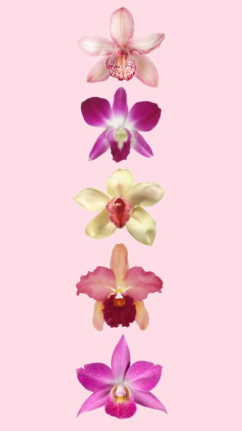 Pink Orchid Wallpaper, Kali Uchis Aesthetic, Orchid Aesthetic, Orchid Wallpaper, Bridal Bouquet Flowers, Wallpaper Iphone Summer, Kali Uchis, Iphone Wallpaper Themes, Pink Orchids