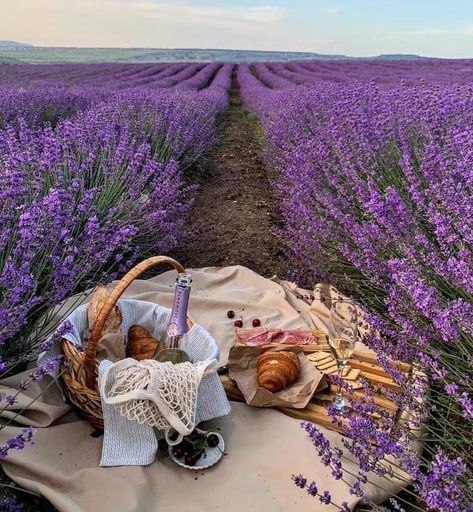 Lavender Field, A Picnic, Lavender, Wine, Instagram Photos, On Instagram, Instagram