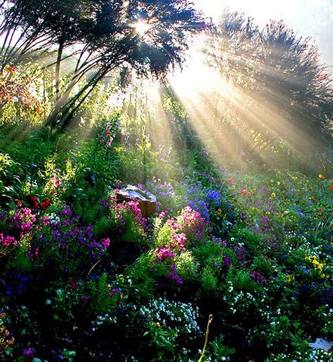 . Trees And Flowers, Serenity Now, Peaceful Places, Morning Light, Mother Earth, Nature Beauty, Sunrise Sunset, Beautiful World, Secret Garden