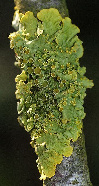 Sztuka Science Fiction, Lichen Moss, Mushroom Pictures, Plant Fungus, Mushroom Fungi, Natural Forms, Patterns In Nature, Plant Life, Botany