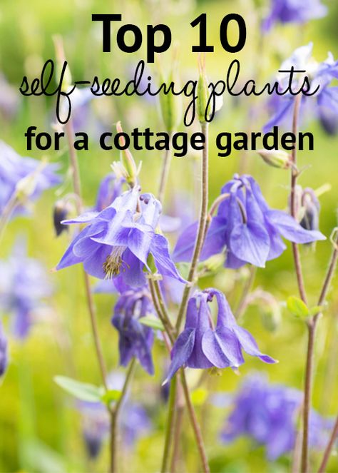 Top 10 self-seeding plants for a cottage garden. These low-maintenance self-seeding plants spread around your garden for a relaxed style Watering Plants, Cottage Garden Design, Cottage Garden Plants, Low Maintenance Landscaping, English Cottage Garden, Garden Shrubs, Low Maintenance Garden, Have Inspiration, Organic Gardening Tips