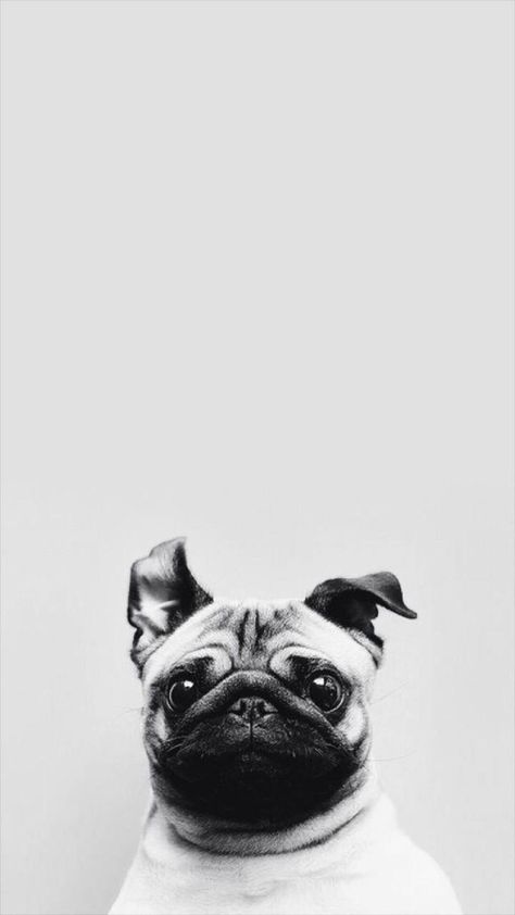 A Pug, Pug Dog, White Photo, Pug, Black And White, Iphone, White, Black