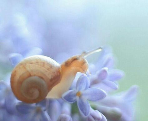 Pet Snails, Cool Bugs, Beautiful Bugs, Creepy Crawlies, Little Critter, Silly Animals, Bugs And Insects, Macro Photography, Beautiful Creatures