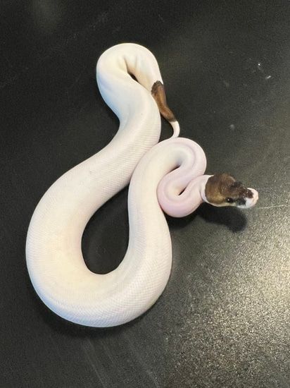 2022 Cinnamon Piebald 90% White Male Ball Python by Ballroom Pythons South Piebald Ball Python, Ball Python Morphs, Ball Pythons, Ball Python, Snakes, Ballroom, Python, Cinnamon, White