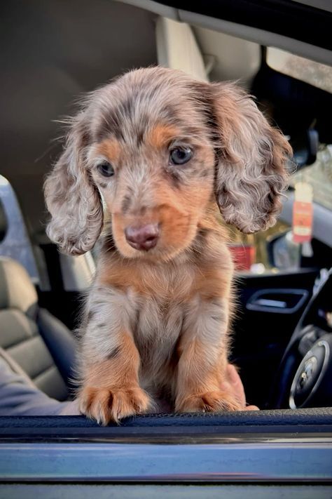 Puppies Dachshund, Miniature Dachshund Puppies, Dog Snapchats, Puppy Dachshund, Weenie Dog, Helpful Things, Animals Dogs, Smiling Dogs, A Puppy