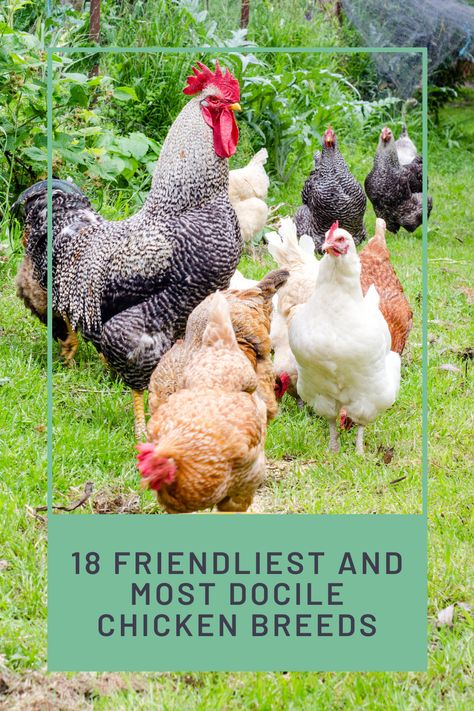 Best Rooster Breeds Backyard Chickens, Chicken Breeds With Pictures Chart, Prettiest Chicken Breeds, Friendliest Chicken Breeds, Pretty Chicken Breeds, Types Of Chickens Breeds, Bantam Chicken Coop, Friendly Chicken Breeds, Kinds Of Chickens