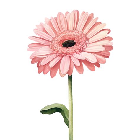 pink gerbera daisy flower Pink Gerbera Daisy, Gerbera Daisy Flower, Daisy Drawing, Cherry Blossom Wall Art, Pink Drawing, Gerbera Flower, Pink Gerbera, Easy Flower Painting, Daisy Tattoo