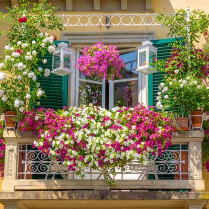 Balcony Flowers Window Garden Ideas, Garden Ideas India, Small Flower Gardens, Small Balcony Garden, Balcony Flowers, Small Balcony Design, Balcony Plants, Vertical Gardens, Garden Windows