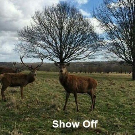 Deer with a tree for a rack of antlers - "Show off" (perfectly lined up photos) Tina Modotti, Perfectly Timed Photos, Perfect Timing, Time Photo, Perfect Moment, Funny Animal Pictures, Animal Photo, Antlers, Funny Photos