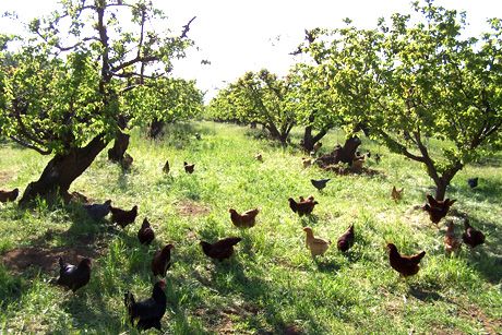 raising broilers or meat birds in a food forest (chickens forum at ... Heritage Chickens, Meat Birds, Orchard Garden, Future Farms, Chicken Garden, Permaculture Design, Market Garden, Chicken Runs, Food Forest