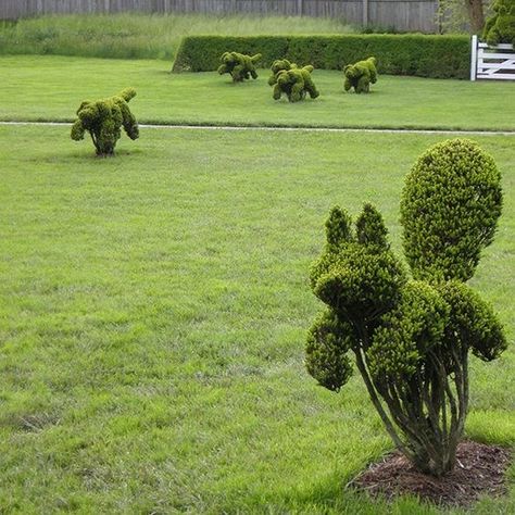 Urban Gardening Ideas, Topiary Garden, Hunt Scene, Urban Gardening, Topiaries, Public Garden, Gardening Ideas, Dream Garden, Garden Room