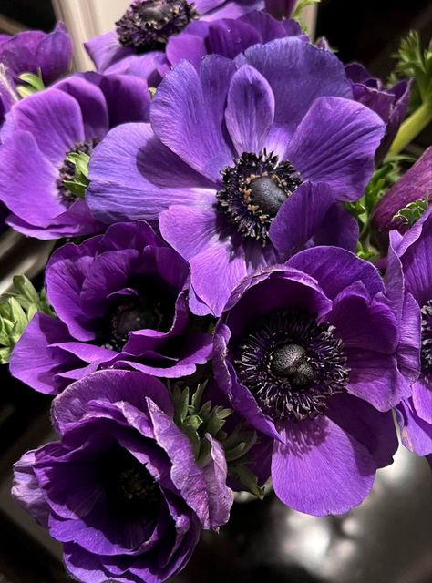 Anemone Flower Aesthetic, Purple Anemone Flower, Purple Anemone, Hotel Flowers, Anemone Flowers, Visual Gallery, Anemone Flower, Purple Home, Flowers Aesthetic