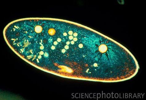 Paramecium_caudatum,_a_ciliate_protozoa under a light microscope Light Microscope, Microscopic Organisms, Microscopic Photography, Microscopic Images, Biology Teacher, Pond Life, Electron Microscope, Earth And Space Science, Microscopes