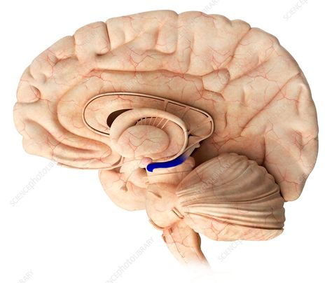 Hippocampus in the brain. Computer illustration of a human brain with most of the left hemisphere removed, showing the hippocampus (blue). Front is at left. The hippocampus is located in the medial temporal lobe beneath the cerebral cortex. It is part of the limbic system and plays an important role in the consolidation of information from short-term memory to long-term memory. It is also involved in spatial navigation. The Brain Illustration, Temporal Lobe, Computer Illustration, Brain Illustration, Cerebral Cortex, Library Website, Limbic System, Short Term Memory, Science Photos