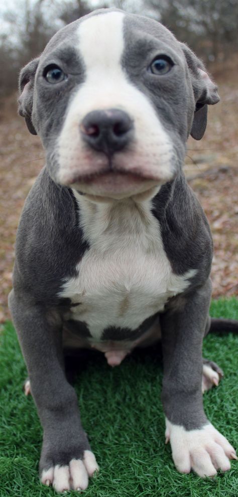 Pibble Puppies, Pitbull Blue Eyes, Blue Eyed Pitbull, Pitbull Bluenose, White Pitbull With Blue Eyes, Pit Bull Puppies Blue, Blue Nose Pitbull Puppies, Pit Puppies, Blue Pitbull