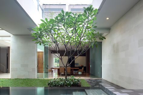 2 Frangipani Tree, Courtyard Ideas, Architectural Plants, Ultra Modern Homes, Front Yard Design, Small Courtyards, Front Yard Fence, Yellow House, Luxury Garden