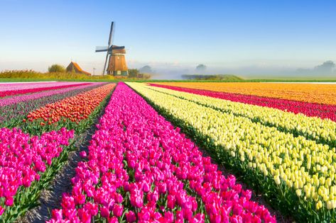 42 Places That Are Straight Out of Fairy Tales | Condé Nast Traveler Tulips Holland, Tulip Field, Tulip Season, Dutch Windmills, Tulip Fields, No Rain, Conde Nast Traveler, Destination Voyage, River Cruises