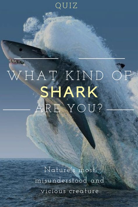 Sharks are feared predators, but they are vital to our ecosystem. If you were one of nature's most vicious and misunderstood beasts, which shark would you be? Let's find out! Funny Whispers, Shark Week Party, Barbados Travel, Shark Party, Koh Tao, Shark Week, Great White Shark, Dog Obedience, Dog Training Obedience