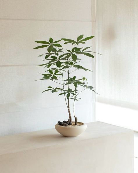 soilboy® on Instagram: "Elevating our Pachira Aquatica, also known as the Money Tree, featured in our Soilboy Halo Planter, handmade in 🇰🇷. They say three’s a crowd, but we say it’s the perfect trio! 🌿✨  Now available in our physical store, @newbahru" Money Tree Indoor, Balcony Trees, Money Tree Care Indoor, Japanese Indoor Plants Interior Design, Wabi Sabi Plants, Interior Trees, Chinese Money Plant Aesthetic, Pachira Money Tree, Indoor Tree Plants