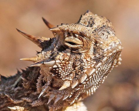 Horned Lizards can be found at many New Mexico State Parks Skink Lizard, Texas Horned Lizard, New Mexico Whiptail Lizard, Asian Monitor Lizard, Horned Lizard, Monitor Lizard, Tcu Horned Frogs, Horned Frogs, Crocodiles