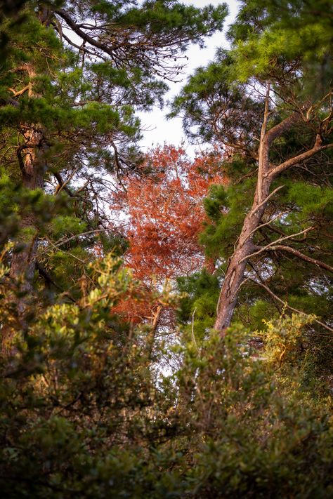 The cozy warmth of changing leaves - those iconic hues of orange, yellow, and red - are synonymous with fall. But did you know that amidst its sunny beaches and swaying palms, Florida boasts its own brand of this autumnal magic? That's right, this tropical paradise has a vivid fall foliage story waiting to be told. #fallfoliage #autumn #autmnvibes #fallleaves #florida #fallinflorida Florida Fall, Autumn Magic, Changing Leaves, Sunny Beach, Sunshine State, Tropical Paradise, Fall Foliage, The Sunshine, Orange Yellow